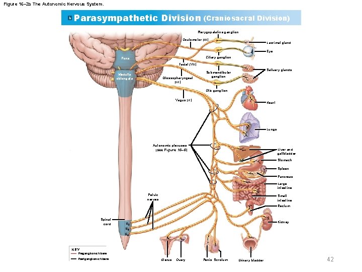 Figure 16– 2 b The Autonomic Nervous System. b Parasympathetic Division (Craniosacral Division) Pterygopalatine