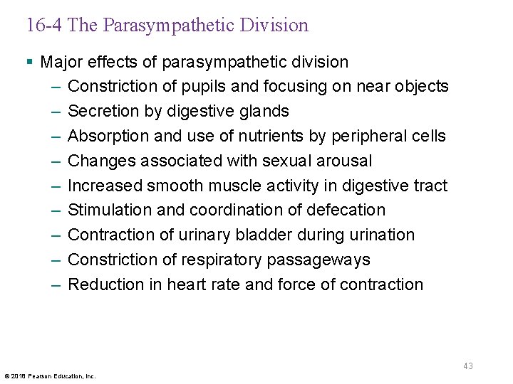 16 -4 The Parasympathetic Division § Major effects of parasympathetic division – Constriction of