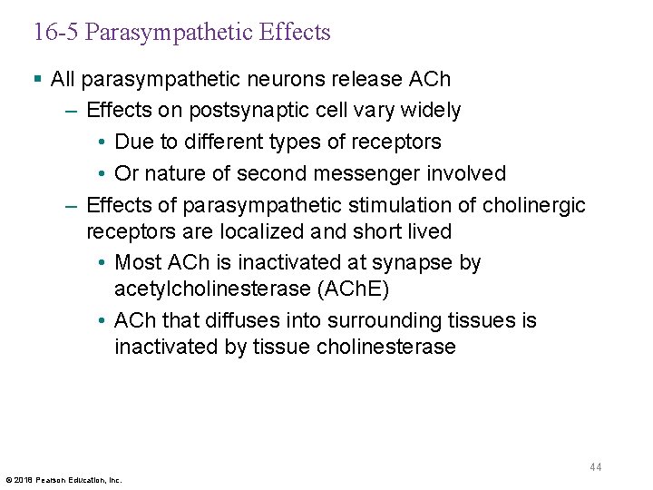 16 -5 Parasympathetic Effects § All parasympathetic neurons release ACh – Effects on postsynaptic