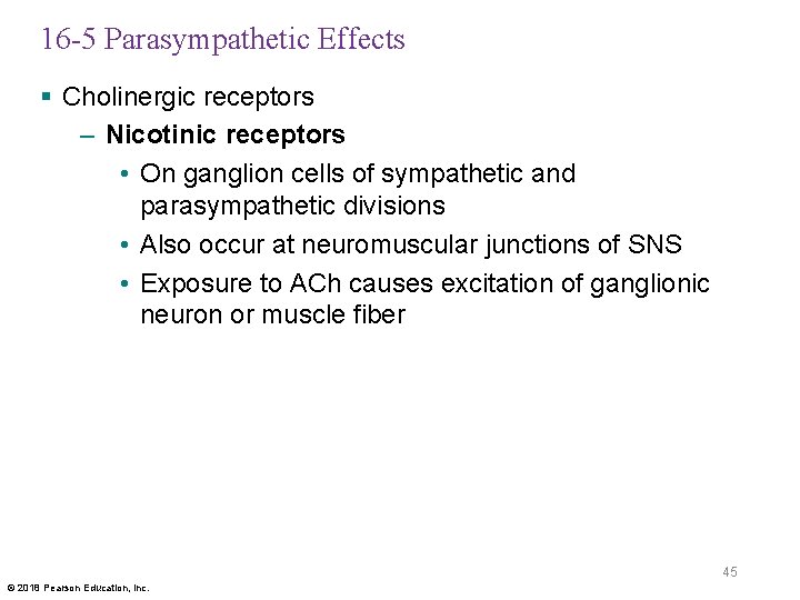 16 -5 Parasympathetic Effects § Cholinergic receptors – Nicotinic receptors • On ganglion cells