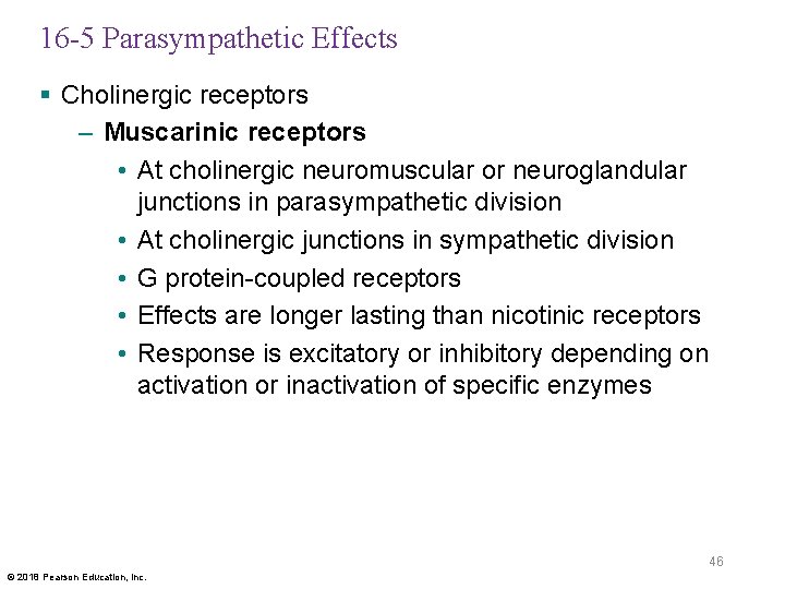 16 -5 Parasympathetic Effects § Cholinergic receptors – Muscarinic receptors • At cholinergic neuromuscular