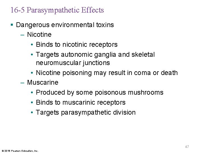 16 -5 Parasympathetic Effects § Dangerous environmental toxins – Nicotine • Binds to nicotinic