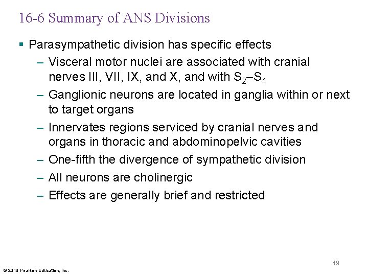 16 -6 Summary of ANS Divisions § Parasympathetic division has specific effects – Visceral