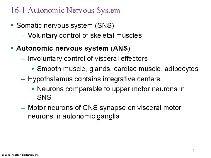 16 -1 Autonomic Nervous System § Somatic nervous system (SNS) – Voluntary control of