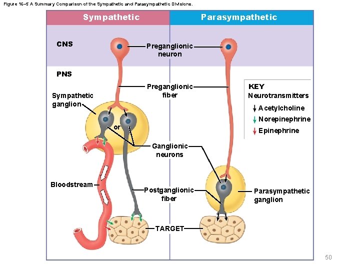 Figure 16– 5 A Summary Comparison of the Sympathetic and Parasympathetic Divisions. Sympathetic CNS