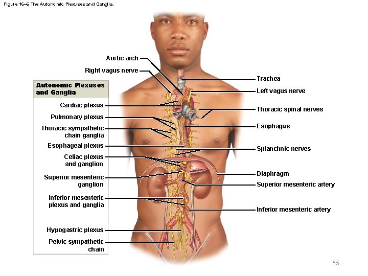 Figure 16– 6 The Autonomic Plexuses and Ganglia. Aortic arch Right vagus nerve Autonomic