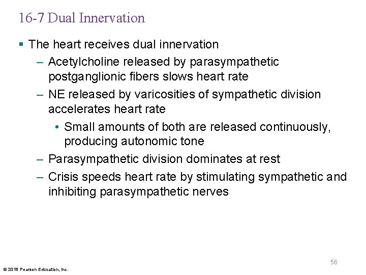 16 -7 Dual Innervation § The heart receives dual innervation – Acetylcholine released by