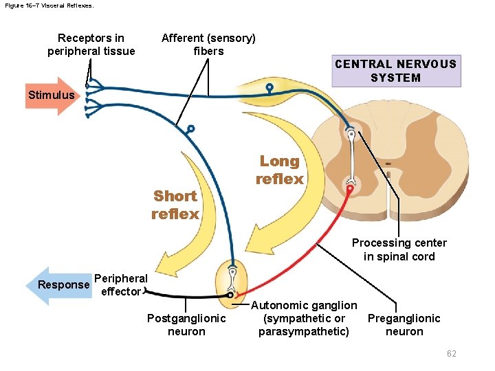 Figure 16– 7 Visceral Reflexes. Receptors in peripheral tissue Afferent (sensory) fibers CENTRAL NERVOUS