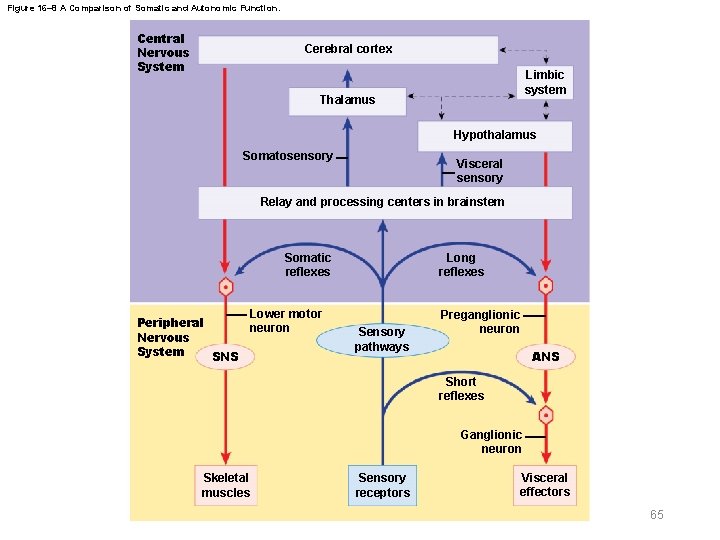 Figure 16– 8 A Comparison of Somatic and Autonomic Function. Central Nervous System Cerebral