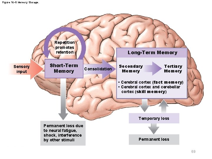 Figure 16– 9 Memory Storage. Repetition promotes retention Sensory input Short-Term Memory Long-Term Memory