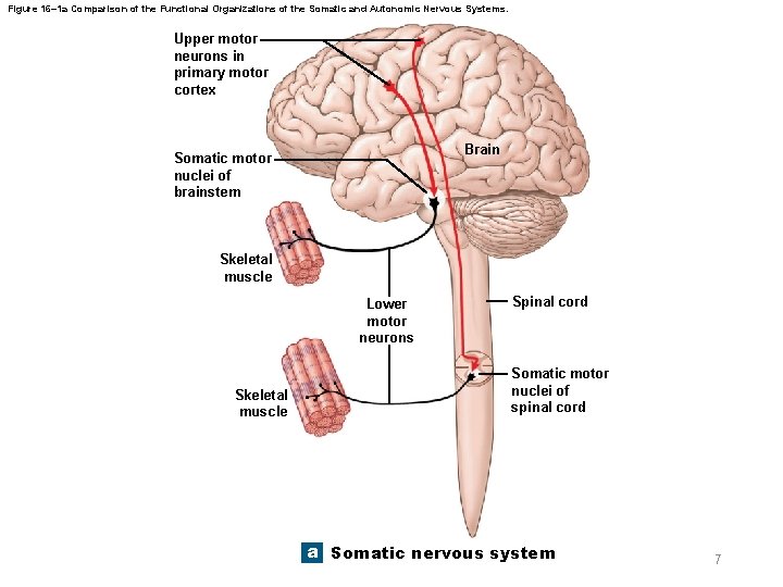 Figure 16– 1 a Comparison of the Functional Organizations of the Somatic and Autonomic