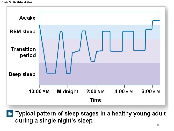 Figure 16– 10 b States of Sleep. Awake REM sleep Transition period Deep sleep