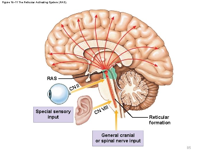 Figure 16– 11 The Reticular Activating System (RAS). RAS CN Special sensory input II