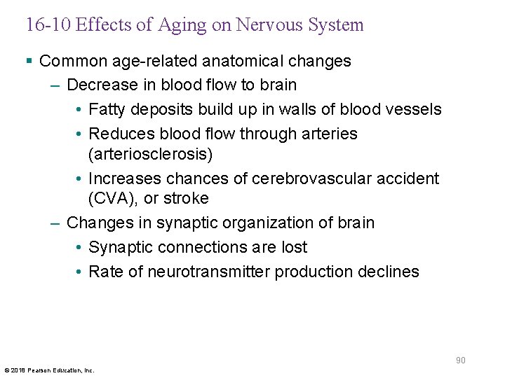 16 -10 Effects of Aging on Nervous System § Common age-related anatomical changes –