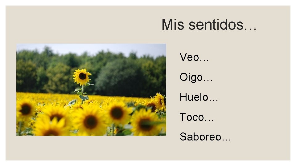 Mis sentidos… Veo… Oigo… Huelo… Toco… Saboreo… 