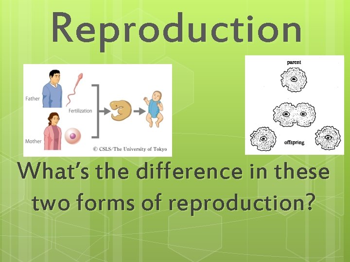 Reproduction What’s the difference in these two forms of reproduction? 