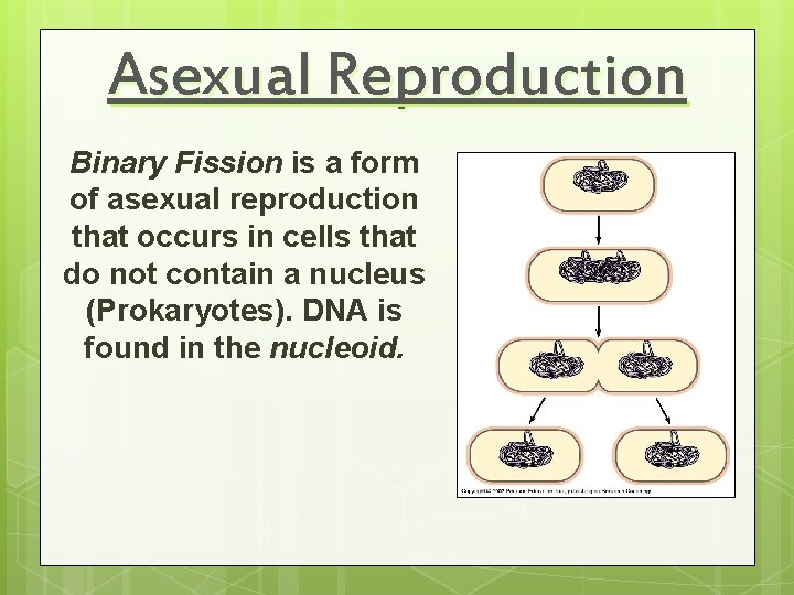 Asexual Reproduction Binary Fission is a form of asexual reproduction that occurs in cells