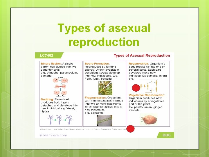 Types of asexual reproduction 