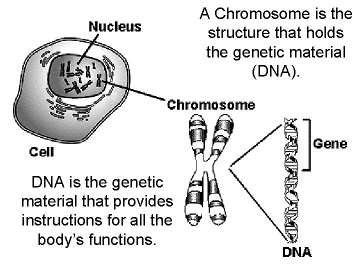 A Chromosome is the structure that holds the genetic material (DNA). DNA is the