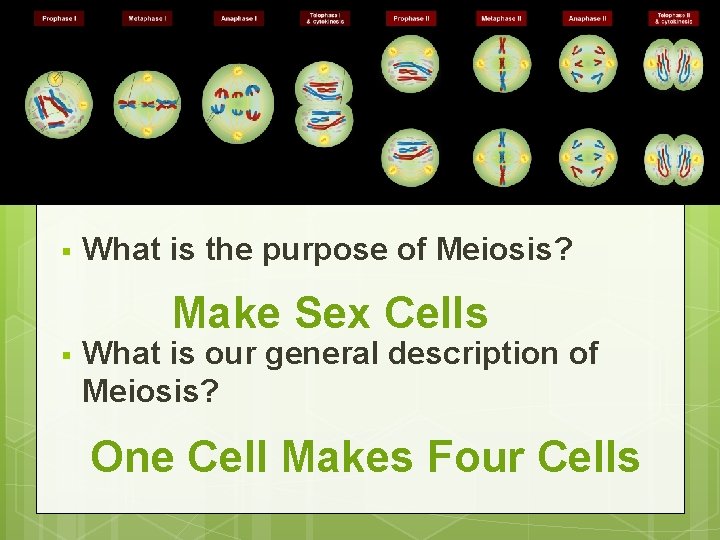 Sexual Reproduction § What is the purpose of Meiosis? Make Sex Cells § What