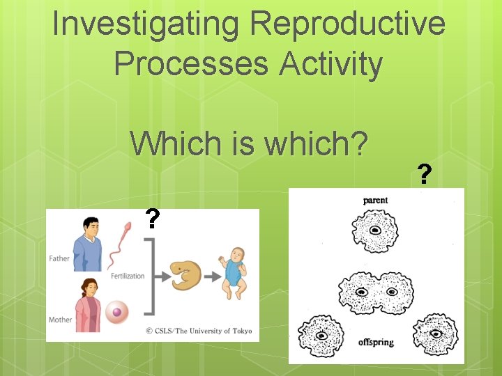 Investigating Reproductive Processes Activity Which is which? ? ? 