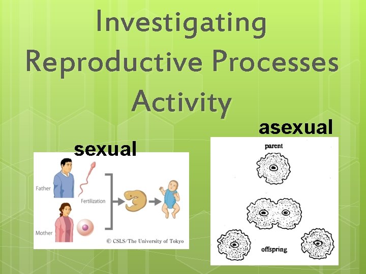 Investigating Reproductive Processes Activity sexual asexual 