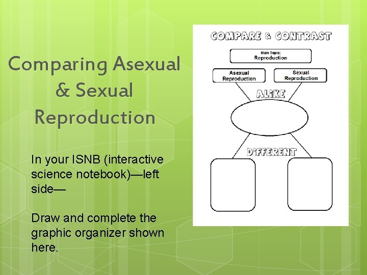 Comparing Asexual & Sexual Reproduction In your ISNB (interactive science notebook)—left side— Draw and