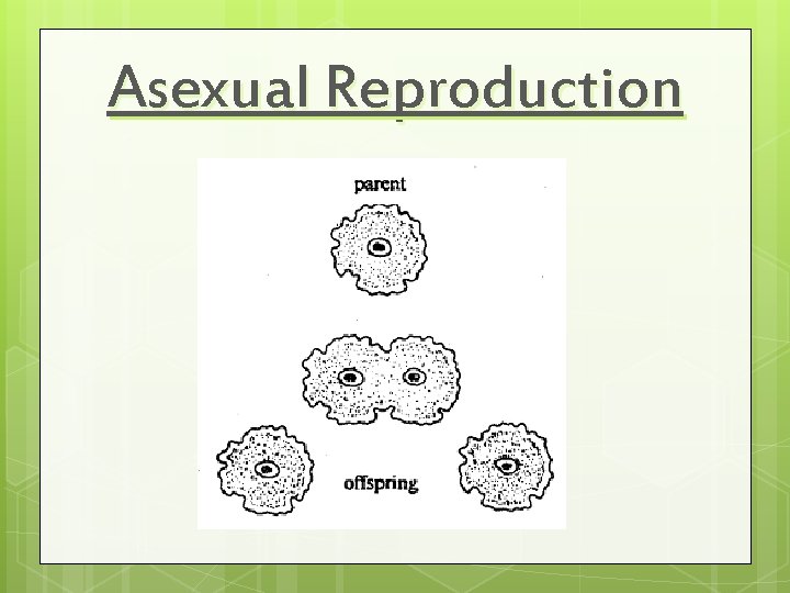 Asexual Reproduction 