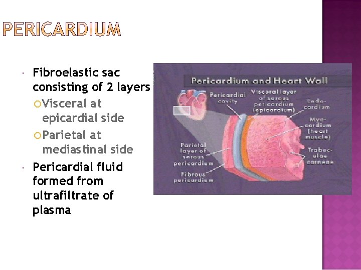  Fibroelastic sac consisting of 2 layers Visceral at epicardial side Parietal at mediastinal
