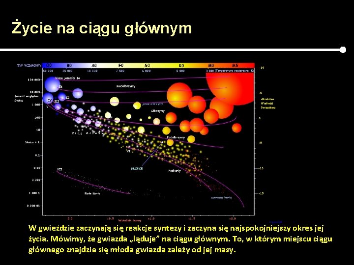 Życie na ciągu głównym W gwieździe zaczynają się reakcje syntezy i zaczyna się najspokojniejszy