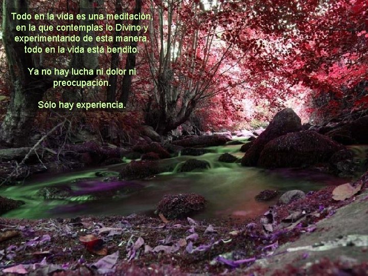 Todo en la vida es una meditación, en la que contemplas lo Divino y