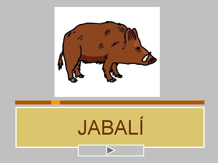 JABALÍ 