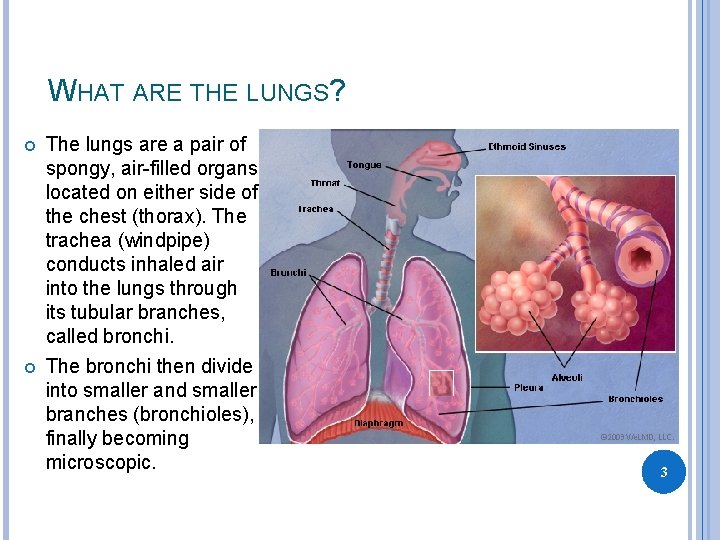 WHAT ARE THE LUNGS? The lungs are a pair of spongy, air-filled organs located