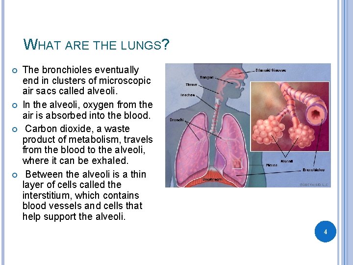 WHAT ARE THE LUNGS? The bronchioles eventually end in clusters of microscopic air sacs