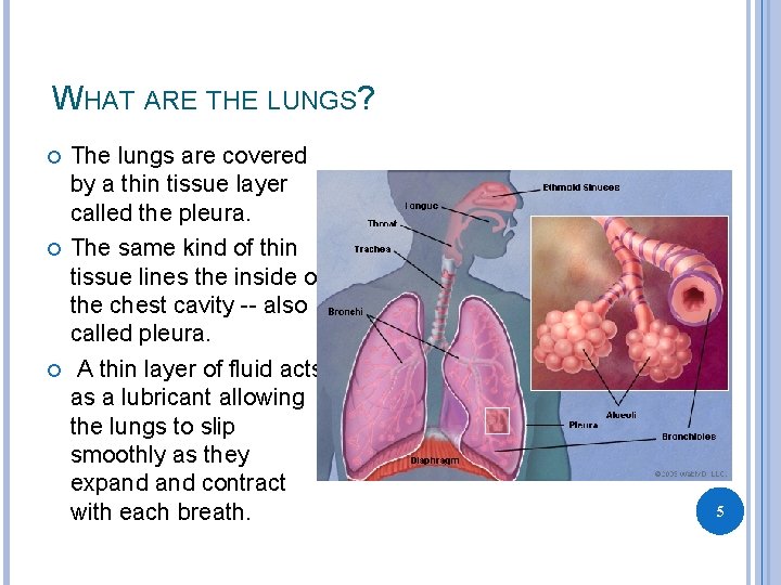 WHAT ARE THE LUNGS? The lungs are covered by a thin tissue layer called