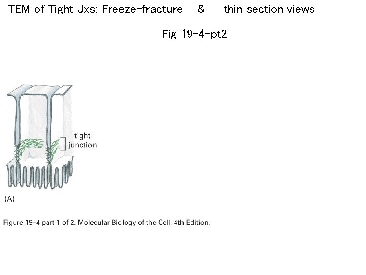 TEM of Tight Jxs: Freeze-fracture & thin section views Fig 19 -4 -pt 2
