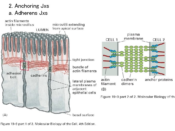 2. Anchoring Jxs a. Adherens Jxs 