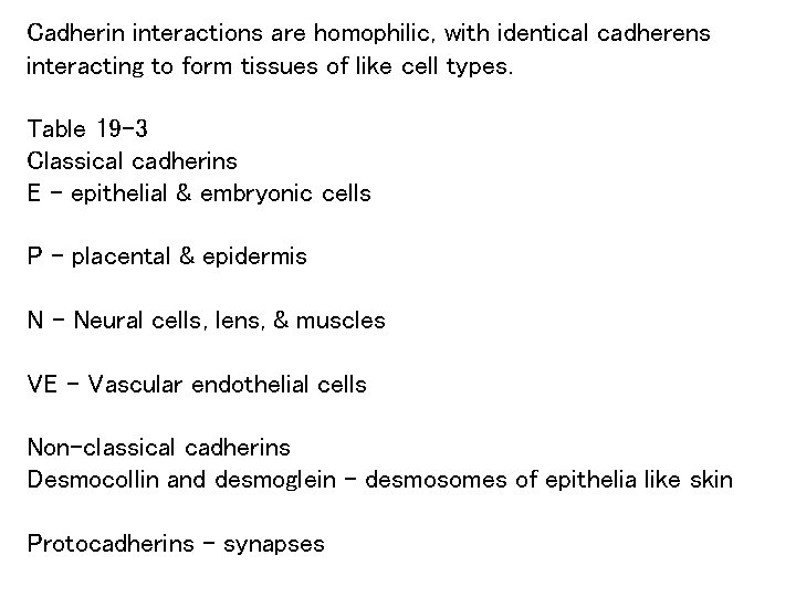 Cadherin interactions are homophilic, with identical cadherens interacting to form tissues of like cell