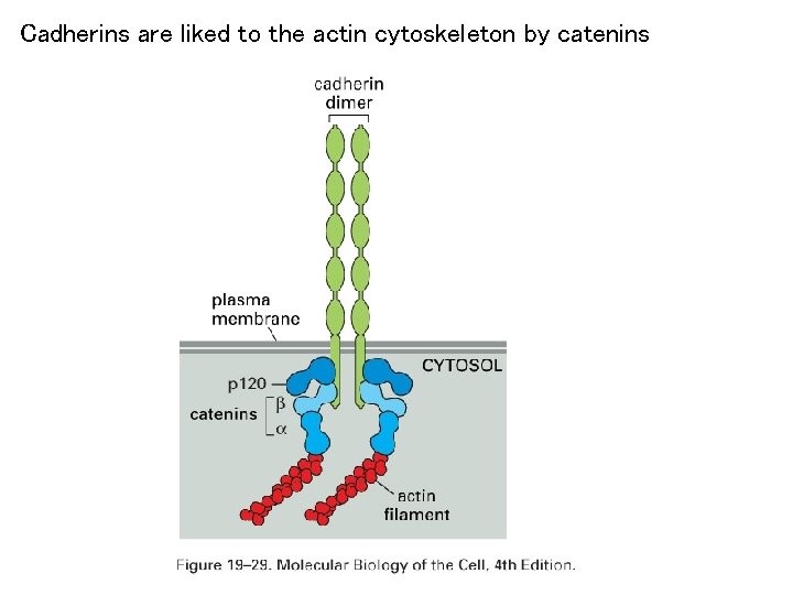 Cadherins are liked to the actin cytoskeleton by catenins 