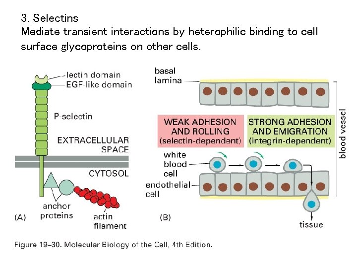 3. Selectins Mediate transient interactions by heterophilic binding to cell surface glycoproteins on other