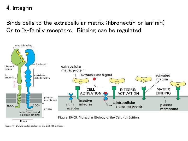 4. Integrin Binds cells to the extracellular matrix (fibronectin or laminin) Or to Ig-family