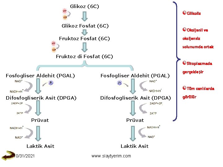 Glikoz (6 C) Glikoliz Glikoz Fosfat (6 C) Oksijenli ve Fruktoz Fosfat (6 C)