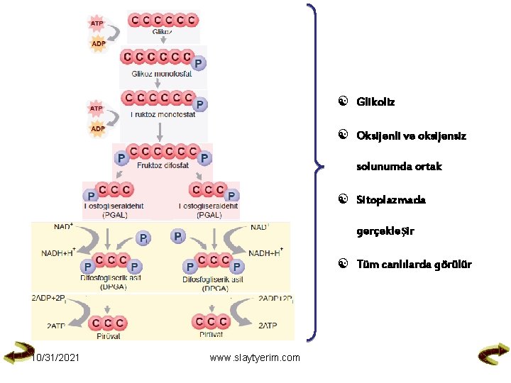  Glikoliz Oksijenli ve oksijensiz solunumda ortak Sitoplazmada gerçekleşir Tüm canlılarda görülür 10/31/2021 www.