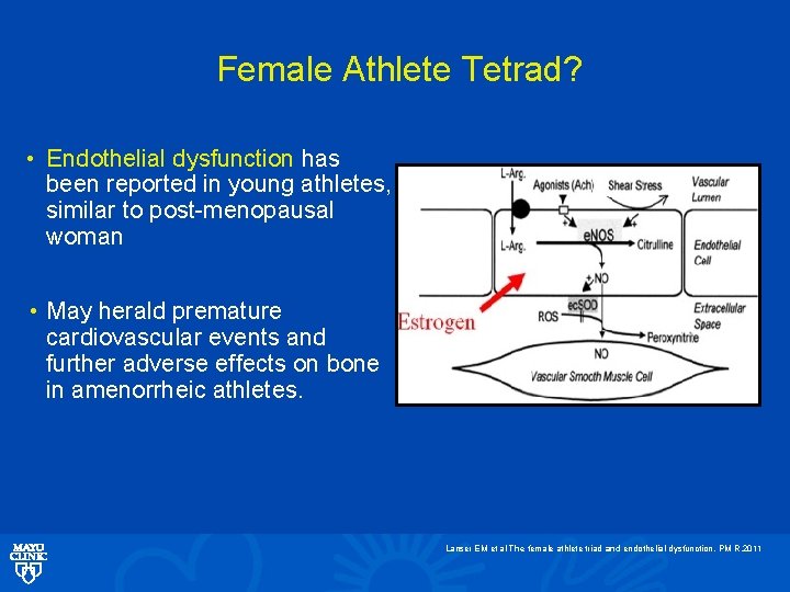 Female Athlete Tetrad? • Endothelial dysfunction has been reported in young athletes, similar to