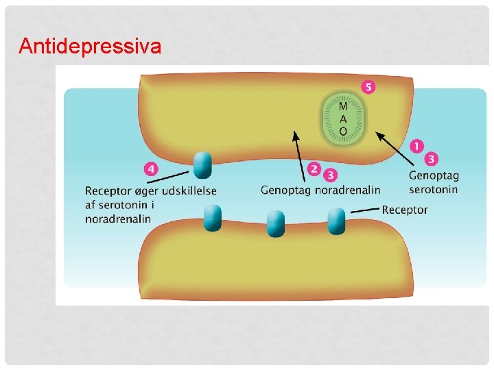 Antidepressiva 