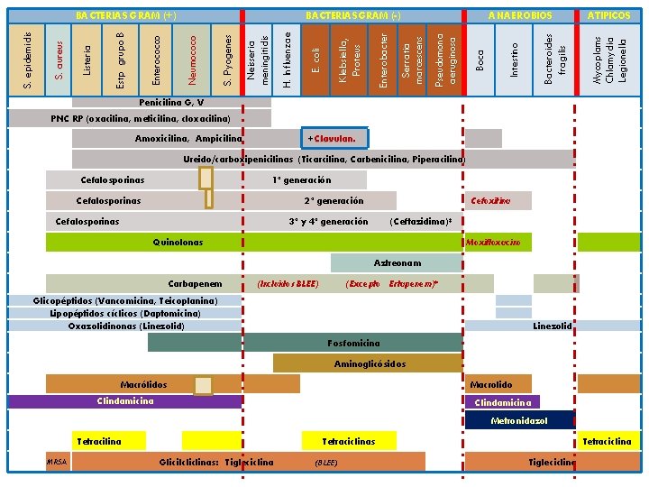 ATIPICOS Mycoplams Chlamydia Legionella Intestino Boca Bacteroides fragilis ANAEROBIOS Pseudomona aeruginosa Serratia marcescens Enterobacter