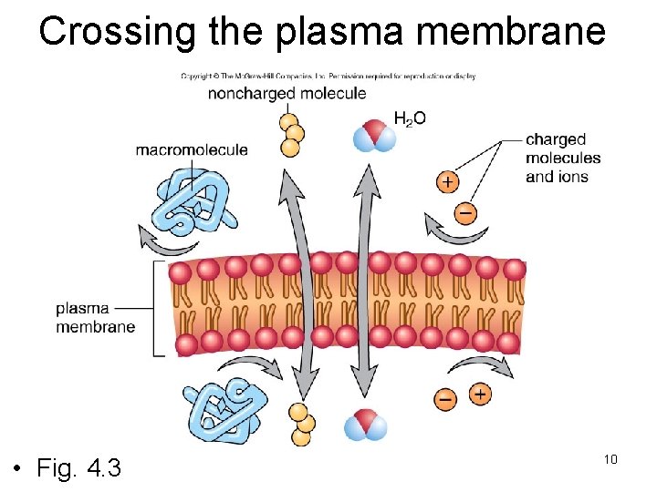 Crossing the plasma membrane • Fig. 4. 3 10 