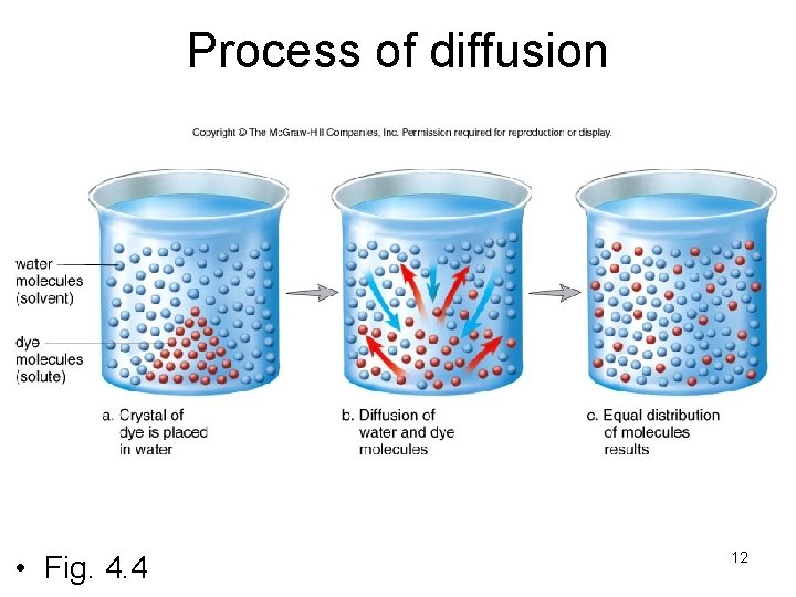 Process of diffusion • Fig. 4. 4 12 