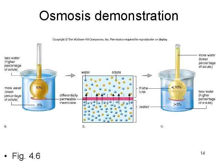 Osmosis demonstration • Fig. 4. 6 14 