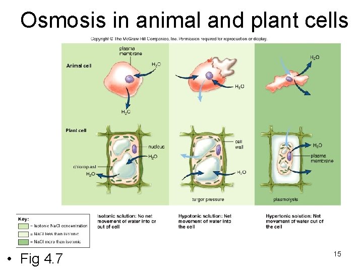 Osmosis in animal and plant cells • Fig 4. 7 15 